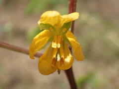 Senna occidentalis