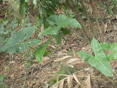 Alocasia longiloba