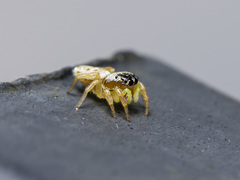 Heliophanus potanini