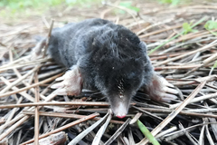 Talpa occidentalis