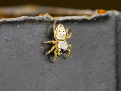 Heliophanus potanini