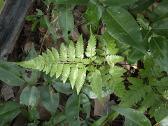 Davallia solida