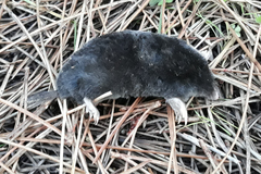 Talpa occidentalis