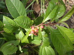 Tetracera indica
