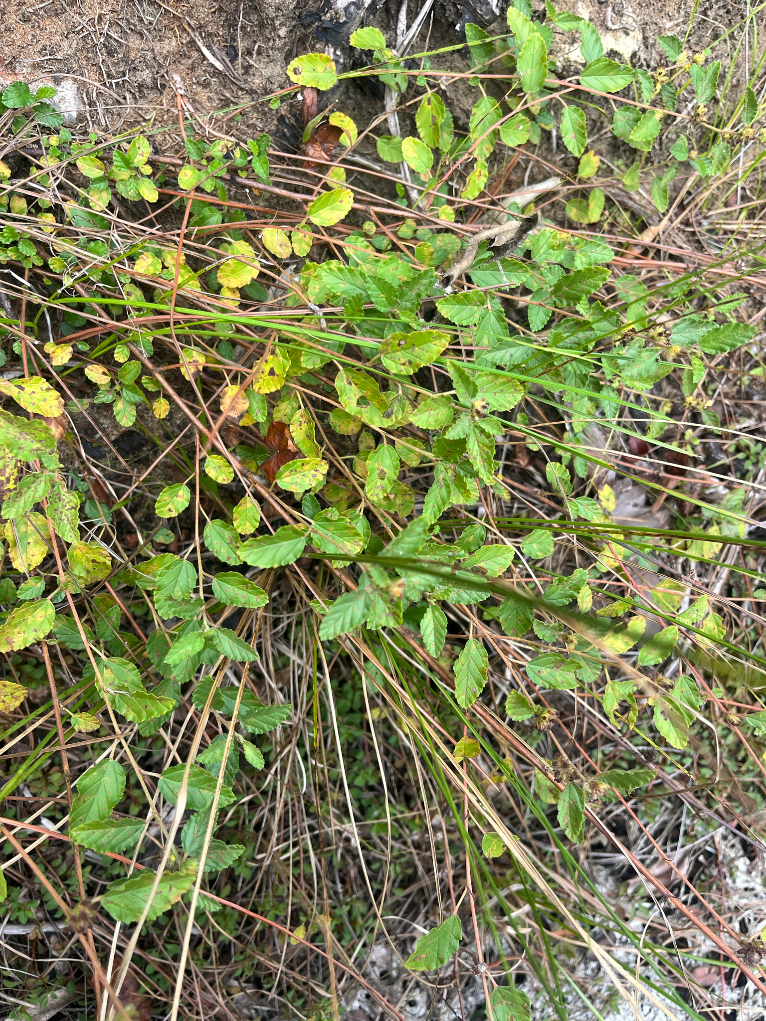 Bahama Waltheria (Waltheria bahamensis)