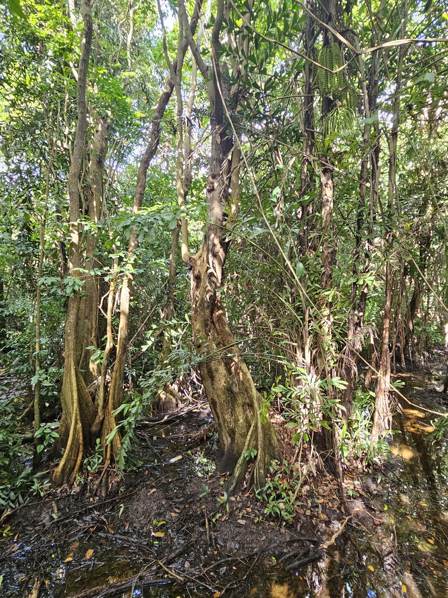 Dragonsblood Tree (Pterocarpus officinalis)