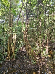 Pterocarpus officinalis, photograph (c) ritirene, some rights reserved (CC BY)