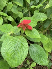 Mussaenda erythrophylla