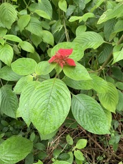 Mussaenda erythrophylla