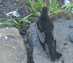 Turdus boulboul