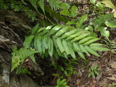 Stenochlaena palustris