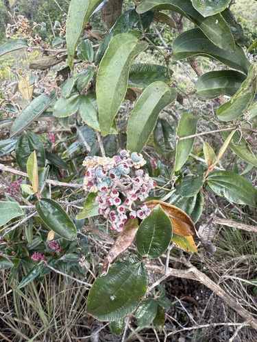 Miconia albicans