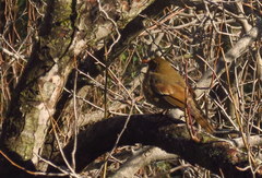 Turdus boulboul