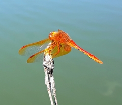Sympetrum croceolum