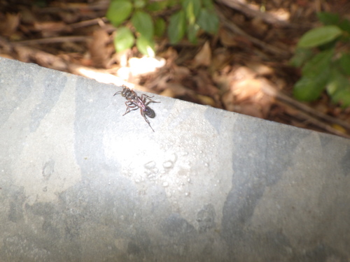 Dicranorhina observed 2020-01-17