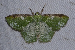 Eucyclodes albisparsa