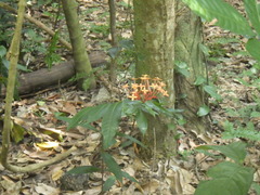 Ixora congesta