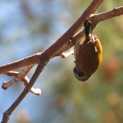 Picumnus innominatus