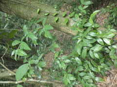 Dracaena surculosa