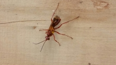 Sphictostethus nitidus