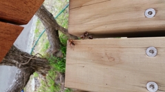 Sphictostethus nitidus