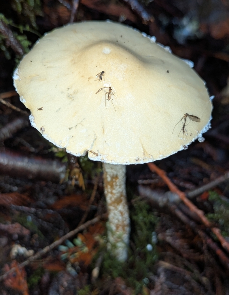 Stropharia ambigua · December 2025 · photo: © benkeen (iNaturalist, cc0)