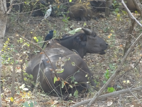 Sudanese Buffalo