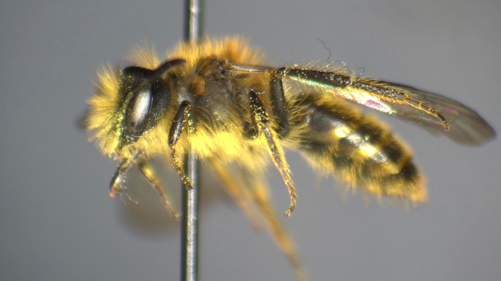 Andrena chlorura