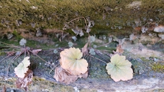 Heuchera parviflora saurensis