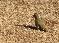 Picus squamatus