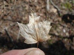 Acer leucoderme