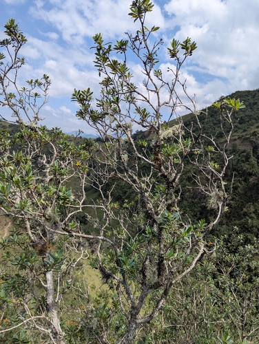 Columellia oblonga, photograph 1