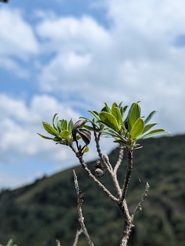 Columellia oblonga, photograph 2
