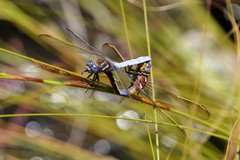 Orthetrum rubens
