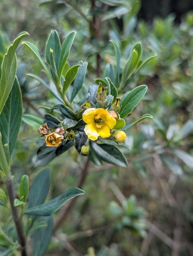 Columellia oblonga, photograph 4