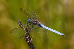 Orthetrum rubens