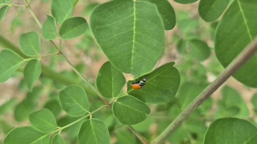 Convergent Lady Beetle