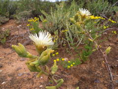 Mesembryanthemum nitidum