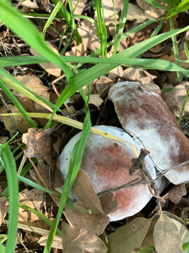 iNaturalist observation photo of Hypomyces microspermus