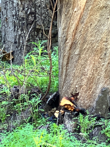 iNaturalist observation photo of western jack-o'-lantern