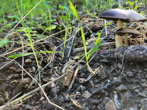 iNaturalist observation photo of Common Gilled Mushrooms and Allies