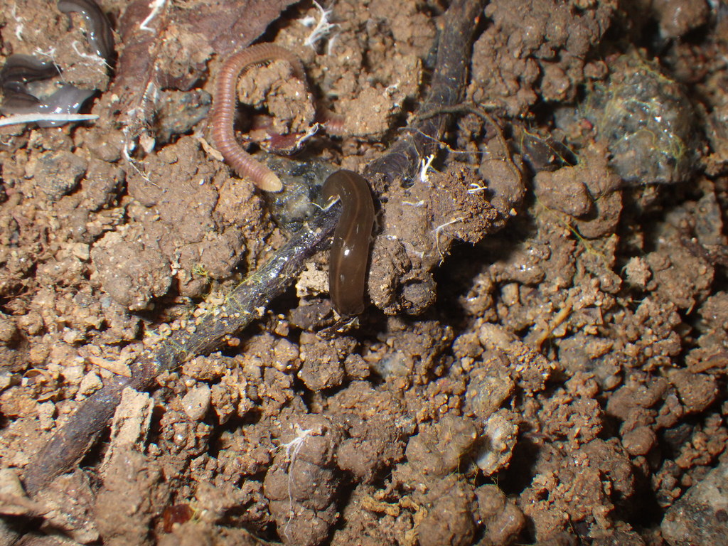 New Guinea Flatworm from North Eastern Islands, Singapore on January 17 ...