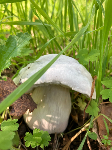 iNaturalist observation photo of Hypomyces