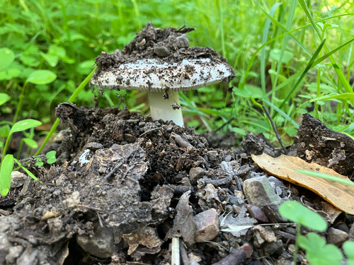 iNaturalist observation photo of Candlestick Amanita