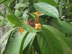Ixora congesta