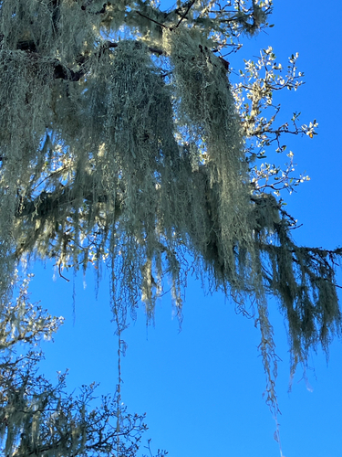 iNaturalist observation photo of lace lichen