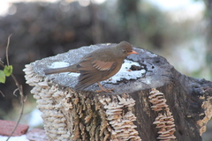 Turdus boulboul