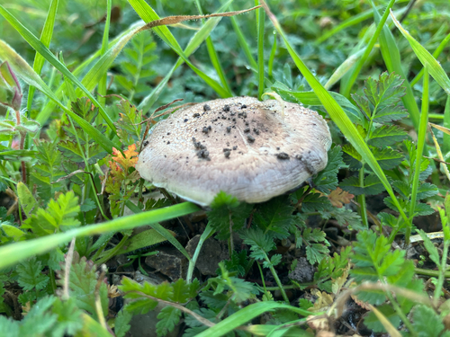 iNaturalist observation photo of field and button mushrooms
