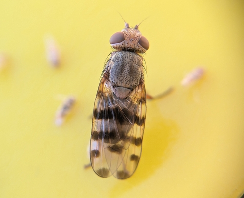 Unknown species found near Mesa County, US-CO, US