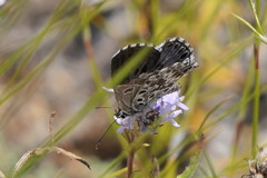 Lepidochrysops oreas junae